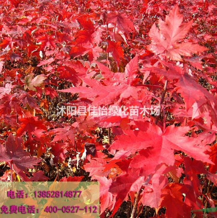 園林綠化小區綠化美國紅楓 美國紅楓小苗 紅楓基地 紅楓價格