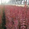 美國(guó)紅葉紫薇