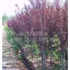 紫葉桃