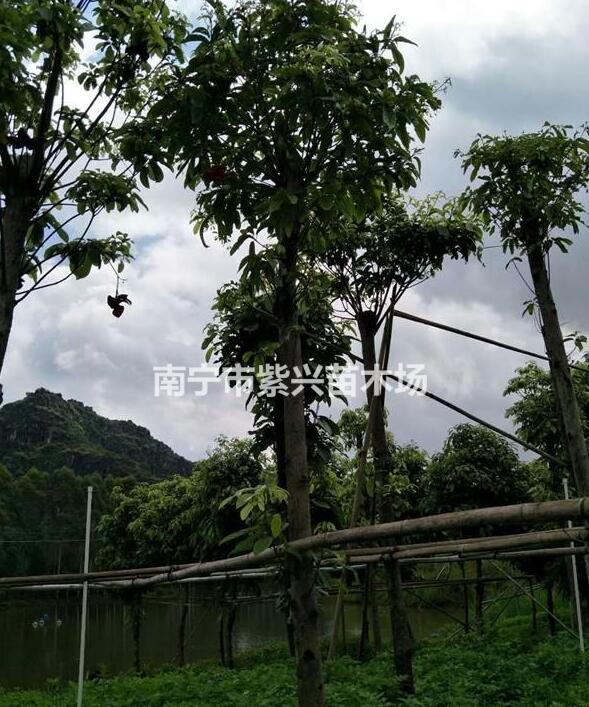 十至十五公分假蘋婆