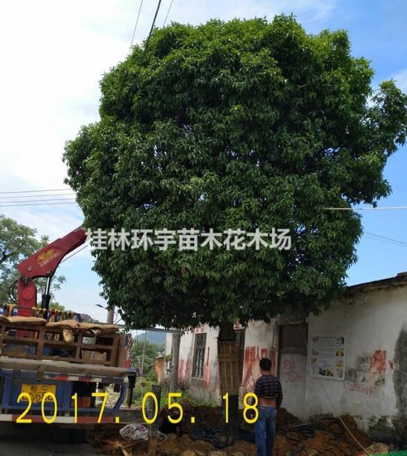 批發１８－２０公分桂花樹