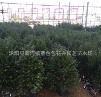 紅豆杉樹苗批發綠化工程苗木紅豆杉小苗 造型綠化景觀苗