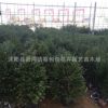 紅豆杉樹苗批發綠化工程苗木紅豆杉小苗 造型綠化景觀苗