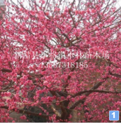 供應各種規格花梅、紅梅