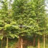 池杉 池杉價格 2017年池杉新報價 咨詢湖南圳上苗木基地