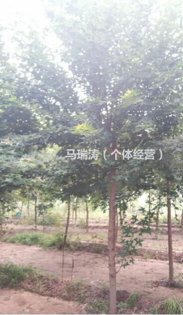 山東自家種的元寶楓價(jià)格便宜/元寶楓樹形優(yōu)美/6—10公分元寶