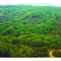 四川：各類政府投資造林綠化項目原則上全部由造林合作社承接