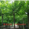 鄢陵綠之洲園林供應(yīng)金葉復(fù)葉槭6一15公分 120一1800元 樹形好 品質(zhì)優(yōu)
