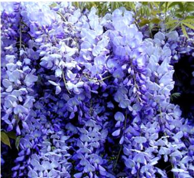 南京紫藤花樹(shù)苗紫藤花苗爬藤植物攀援花卉盆栽別墅庭院圍墻種植