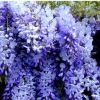 南京紫藤花樹苗紫藤花苗爬藤植物攀援花卉盆栽別墅庭院圍墻種植