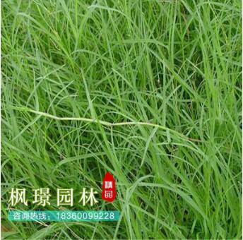 批發(fā)狗牙根草坪（包衣）不長高 球場用耐踐踏草坪 草皮