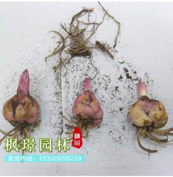 室內桌面綠植盆栽種球花卉