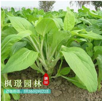 蔬菜種子批發 小白菜種子基地專供 有機蔬菜種子 量大優惠