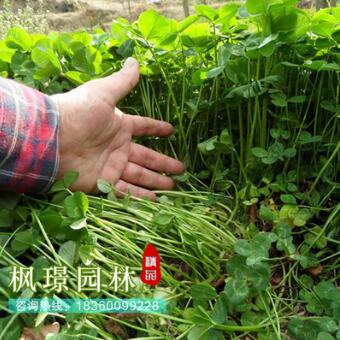 批發 白三葉種子 白花三葉草 草坪種子 脫殼凈籽
