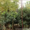 基地批發(fā)四季桂花樹苗 嫁接丹桂金桂樹八月盆栽盆景花卉庭院綠植