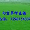 供應草坪，各類綠化草坪，馬尼拉，天堂，百慕大，黑麥草混播價優