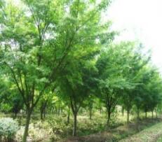 供應(yīng)雞爪槭