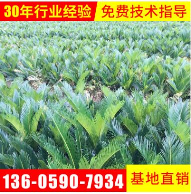 基地批發(fā)綠化苗木鐵樹苗批發(fā)直徑10公分左右蘇鐵苗種植鐵樹苗價(jià)格