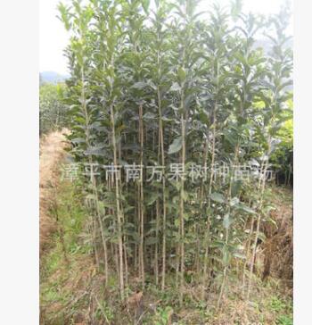 供應(yīng)移栽3年生，高100-180公分福建丹桂苗 紅桂花苗