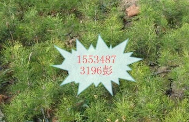 供應1米華山松_出售1米華山松量大價低