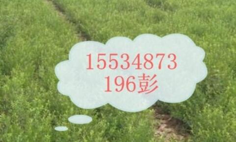 出售文冠果苗_文冠果苗價格_文冠果苗報價_文冠果苗多少錢一棵