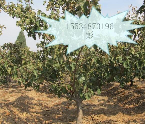 供應占地山楂樹！！！5-6-7-8-9-10公分山楂樹量大