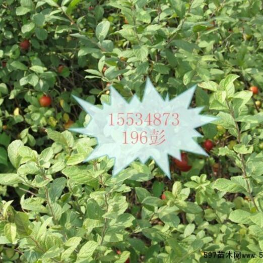 供應鈣果苗_出售鈣果苗_鈣果苗多少錢一棵？？？