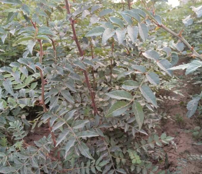 供應(yīng)今日大紅袍花椒苗價(jià)格+花椒苗多少錢一棵