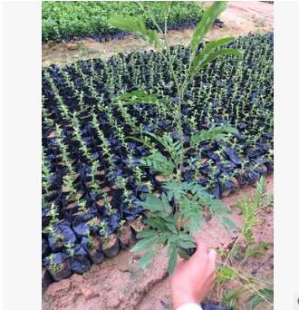 綠化苗木紅絨球批發供應 紅絨球袋苗批發 美蕊花 美洲合歡供應