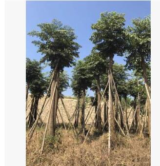 幌傘楓袋苗供應 幸福樹 幌傘楓 漳浦遠東種植基地批量供應