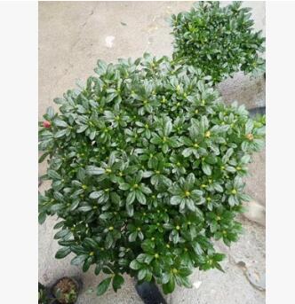 綠化苗木杜鵑花造型供應/映山紅供應/杜鵑花批發供應