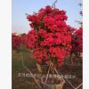 三角梅樁景 三角梅批發 同安三角梅 勒杜鵑批發供應