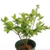 藍莓樹苗南方盆栽耐寒庭院種植北方南方當年結果藍莓苗果樹苗