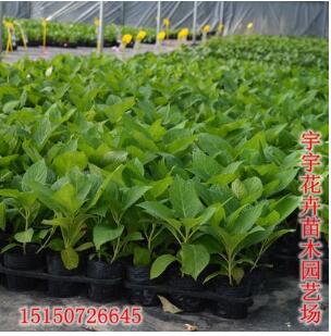 八仙花苗 繡球花盆栽 庭院別墅花園觀賞八仙花 當年開花 花色全