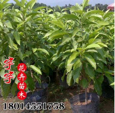 工程綠化苗直銷 白蘭花樹苗 庭院種植觀花植物 白蘭花小苗