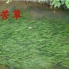 水生植物直銷苦草沉水植物家庭魚缸真水草凈化水質苦草尾貨甩賣