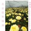 豐花月季 保定月季苗圃 月季花批發出售