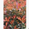 基地直銷 紅葉石楠 紅花繼木 批發 常用綠化苗木