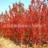 美國(guó)紅楓樹(shù)苗批發(fā)中國(guó)紅楓盆栽嫁接植物日本紅楓 秋火焰