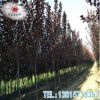 苗圃供應(yīng)紅葉李樹苗綠化工程苗木行道紫葉李樹規(guī)格齊全