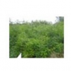 ,山西國(guó)槐苗，山西速生國(guó)槐，國(guó)槐價(jià)格