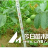 核桃苗 山西核桃苗 嫁接核桃苗 實(shí)生核桃苗 核桃苗價(jià)格