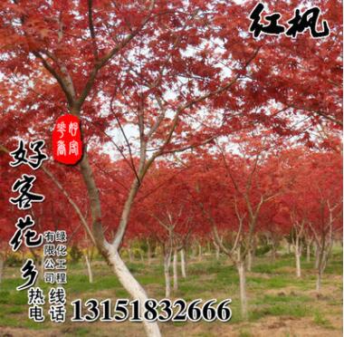 進口美國紅楓種子 日本紅楓種子 優質的林木種子紅楓品種齊全