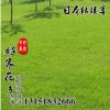 批發(fā)護(hù)坡日本結(jié)縷草草籽 日本結(jié)縷草草種 護(hù)坡耐踐踏工程綠化