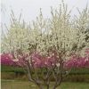 北京苗圃供應(yīng)苗木花樹(shù) 白花碧桃