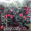 批發(fā)山茶花 茶花小苗 茶花盆栽 規(guī)格齊全 2-10公分現(xiàn)貨