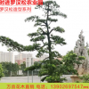 優(yōu)質精品造型羅漢松 別墅市政庭院羅漢松盆景高檔綠化樁景喬木