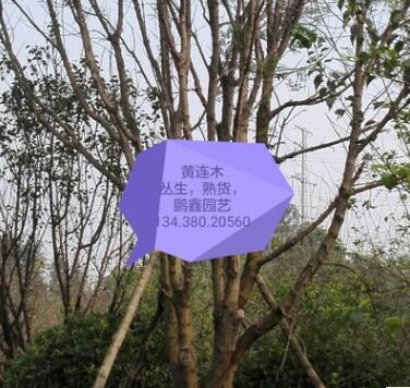 產地直銷 規格齊全 綠化道行樹 黃連木常綠 落葉 喬木名貴苗木