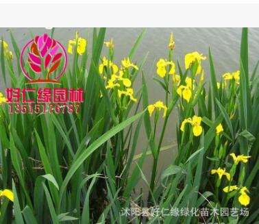 批發水生植物 黃菖蒲水生花卉菖蒲苗 當天挖苗成活率高菖蒲小苗