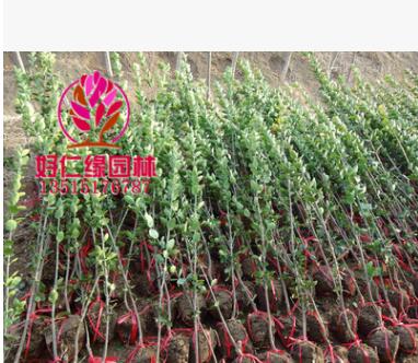 北海道黃楊 北海道黃楊小苗 綠籬黃楊 高2-4m基地直供